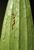 Lily leaf beetle (Lilioceris lilii) eggs on a leaf. Introduced, pest species in UK.