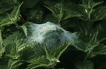 Nursery Web Spider (pisaura mirabilis) nest on nettle. South Downs AONB, Sussex, UK