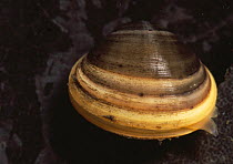 European fingernail clam / Freshwater cockle {Sphaerium corneum} showing siphons, Sussex, UK