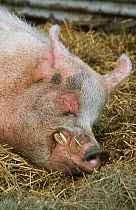 Domestic pig (Sus scrofa domestica) boar sleeping, UK.