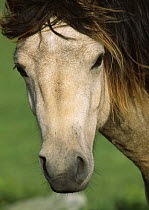 Lundy pony / Domestic horse (Equus caballus) face detail, Lundy, Devon, England, UK.