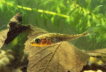 Male three spined stickleback (Gasterosteus aculeatus) in breeding colours, UK.