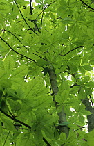 Horse chestnut tree (Aesculus hippocastanum)showing young spring leaves, Sussex, UK