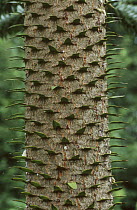 Monkey puzzle tree / Chilean pine (Auracaria auracaria) trunk, UK.