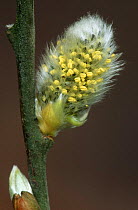 Goat Willow / Sallow / Pussy Willow  (Salix caprea) male catkins, UK.