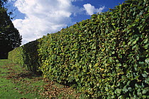 European beech (Fagus sylvatica) hedge / tree, UK.