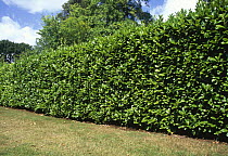 Cherry Laurel hedge (Prunus laurocerasus), UK.