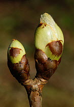 Horse chestnut (Aesculus hippocastanum) bud about to burst, New Forest, Hampshire, England, UK.