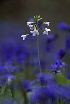 Cuckoo flower / Lady's smock (Cardamine patensis) amongst bluebells, Sussex, UK.