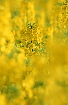 Oil seed rape flowers flowers abstract (Brassica napus), UK.