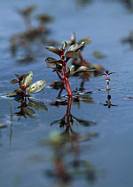 Hampshire purslane {Ludwigia palustris} growing in pond, Hampshire, UK