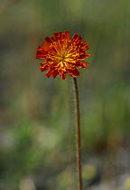 Orange Hawkweed (Hieracium aurantiaca), UK.