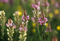 Sainfoin flowers (Onobrychis viciifolia), Sussex Downs AONB, Sussex, UK.
