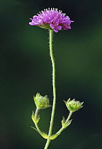 Devil's bit scabious flower (Succisa pratensis), Sussex, UK.