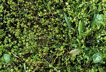 New Zealand pygmy weed (Crassula helmsii), New Forest, Hampshire, UK.