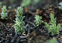 Gorse (Ulex europaeus) seedlings growing after fire, New Forest, Hampshire, UK