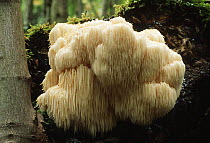 Bearded tooth fungus (Hericium erinaceum), UK.