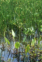 Common water plantain (Alisma plantago-aquatica), Hatchet Pond, New Forest, Hampshire, UK