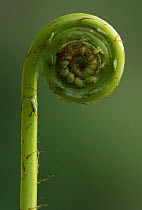 Hard fern (Blechnum spicant) frond uncurling, Perthshire, Scotland, UK.