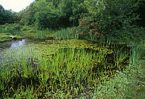 Marsh Saint John's Wort (Hypericum elodes) with rushes in a pond, New Forest, Hampshire, UK.