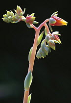 Molded wax agave flower (Echeveria agavoides), from Mexico