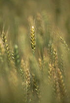 Wheat (Triticum aestivum) ripening heads, Sussex, UK.