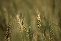 Wheat (Triticum aestivum) ripening heads, UK.