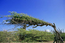 Dividivi tree {Libidibia coriaria} bent over by the wind, Bonaire, Netherlands Antilles, Caribbean