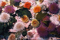 False plum anemones {Pseudactinia flagellifera} with Cape urchins {Parechinus angulosus} Cape of Good Hope, South Africa