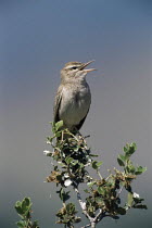 Rufous scrub robin {Erythropygia galactotes} male singing, territorial behaviour, Lesvos, Greece