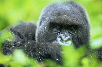 Mountain gorilla {Gorilla beringei} portrait, Parc du Volcans NP, Rwanda