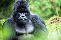 Mountain gorilla {Gorilla beringei} silverback portrait, Parc du Volcans NP, Rwanda