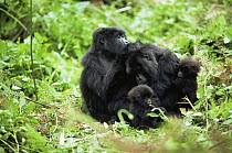 Mountain gorilla {Gorilla beringei} family group grooming, Parc du Volcans NP, Rwanda