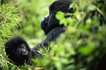 Mountain gorilla {Gorilla beringei} mother with young, Parc du Volcans NP, Rwanda