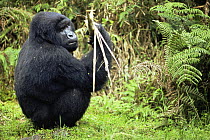 Mountain gorilla {Gorilla beringei} with stick of vegetation, Parc du Volcans NP, Rwanda