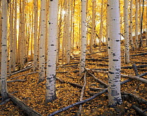 Trunks of Quaking aspen trees {Populus tremuloides} in morning sun, autumn, Boulder Mountain, Dixie national forest, Utah, USA