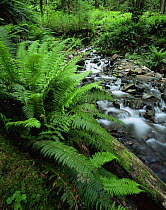 Sword ferns {Polystichum munitum} growing beside stream, Hoh temperate rainforest, Olympic NP, Washington, USA