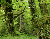 Moss covered trunks of Sitka spruce {Picea sitchensis} and Big leaf maple {Acer macrophyllum}, also Sword ferns {Polystichum munitum} Hoh temperate rainforest, Olympic NP, Washington, USA