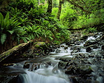 Sword ferns {Polystichum munitum} growing beside stream, Hoh temperate rainforest, Olympic NP, Washington, USA