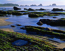 Sea star in rockpool at low tide with seastacks in background, Shi Shi beach, Olympic peninsula, Olympic NP, Washington, USA