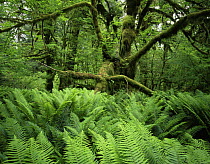 Moss covered trunk of Big leaf maple {Acer macrophyllum} with Sword ferns {Polystichum munitum} in foreground, Hoh temperate rainforest, Olympic NP, Washington, USA
