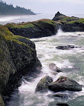 Sea stars on rocks amongst surf at low tide, Fourth beach, Olympic peninsula, Olympic NP, Washington, USA