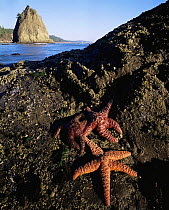 Sea stars on rock at low tide, Split rock seastack in background, Rialto beach, Olympic peninsula, Olympic NP, Washington, USA