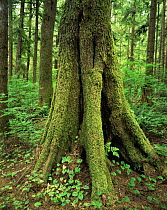 Moss covered trunk of Western hemlock tree {Tsuga heterophylla} in temperate rainforest, nr Mora Beach, Olympic NP, Washington, USA