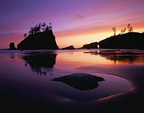 Sunset with silhouettes of seastacks at low tide, Second beach, Olympic peninsula, Olympic NP, Washington, USA