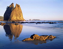 Rialto beach at low tide with Split rock seastack, Olympic peninsula, Olympic NP, Washington, USA