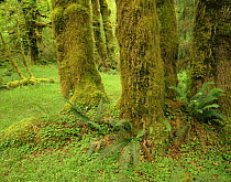 Club moss {Lycopodium sp} covering trunks of Big leaf maple {Acer macrophyllum} with Sword ferns {Polystichum munitum} and Wood sorrel {Oxalis oregana} in foreground, Hoh temperate rainforest, Olympic...