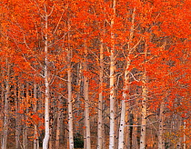 Quaking aspen trees {Populus tremuloides} in autumn, Boulder Mountain, Dixie national forest, Utah, USA