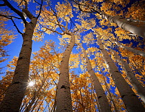 High angle shot of trunks of Quaking aspen trees {Populus tremuloides} in autumn, Boulder Mountain, Dixie national forest, Utah, USA