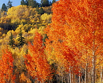 Quaking aspen trees {Populus tremuloides} and Engelmann Spruce trees {Picea engelmannii} in autumn colours, Dixie national forest, Utah, USA
